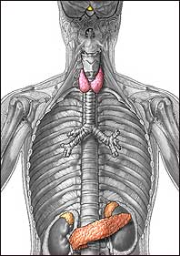 Endocrine System Illustration