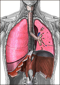 Respiratory System Illustration