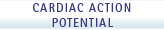 Cardiac Action Potential