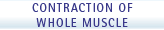 Contraction of Whole Muscle